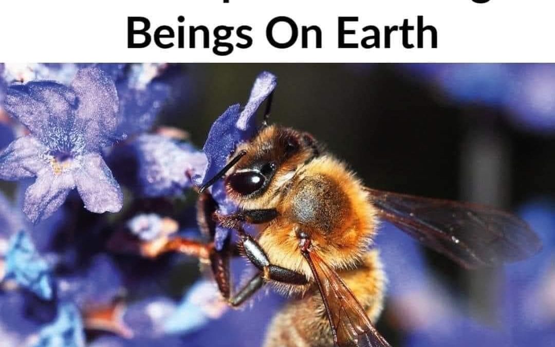 Meme/Image “When The Bees Are Gone, So Is Human Existence”