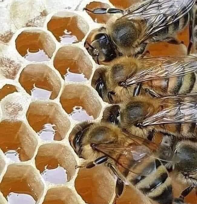 Article – “The Wonders Of Honey”
