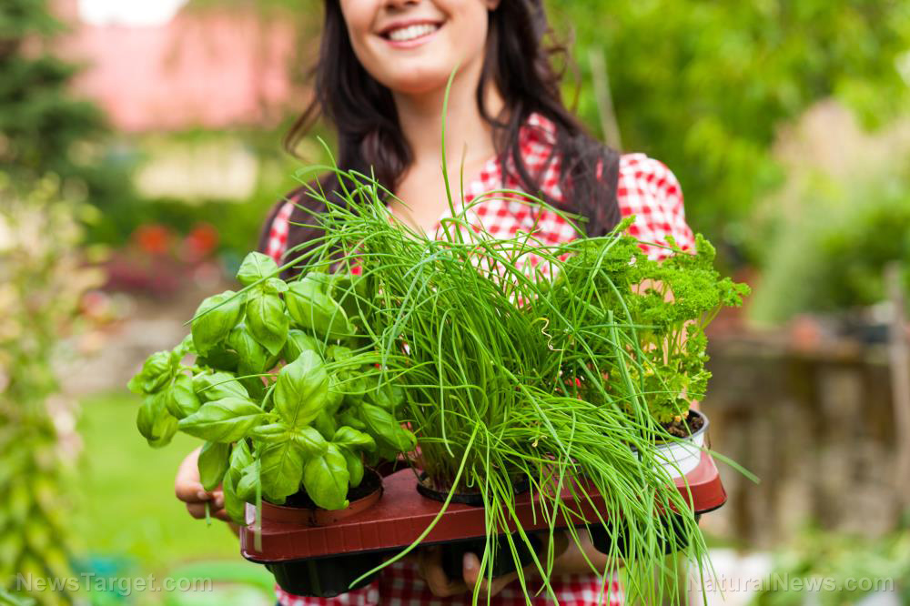 Article – “Homesteading 101: How To Start Your Own Medicinal Herb Garden”